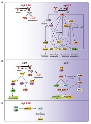 The Role of Light and Circadian Clock in Regulation of Leaf Senescence